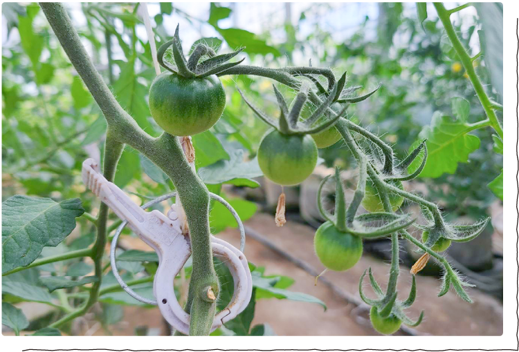トマトの栽培の様子