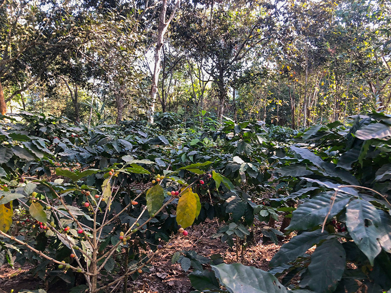 コーヒーの栽培農地 ラオス北部ウドムサイ県