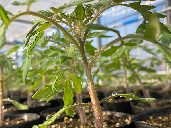 トマト フルティカの栽培