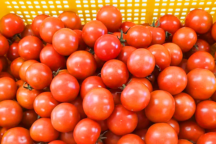 トマトの収穫開始